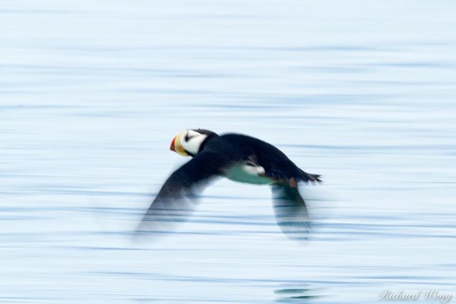 Horned Puffin Skimming Above Water, Alaska Maritime National Wildlife Refuge near Lake Clark National Park, Alaska, photo