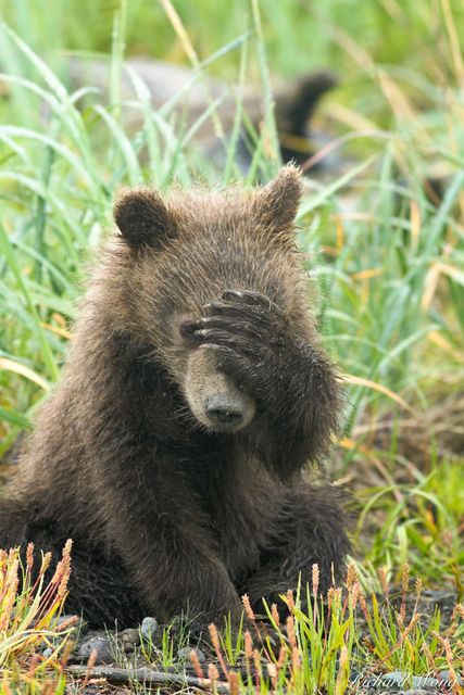 Grizzly Bear Cub Covering Face with Paw, Lake Clark National Park, Alaska, photo