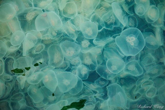 Moon Jellyfish, Kenai Fjords National Park, Alaska, photo