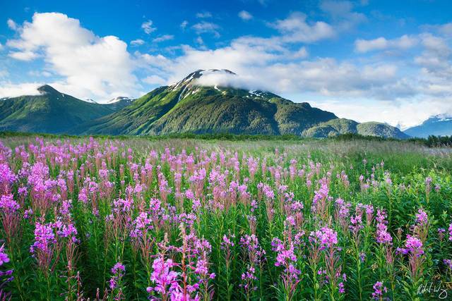 Fireweed Wildflowers Along Seward Highway, Chugach National Forest, Alaska, photo