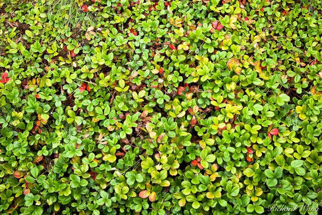 Green Roof Vegetation on California Academy of Sciences Building / Golden Gate Park, San Francisco, California, photo