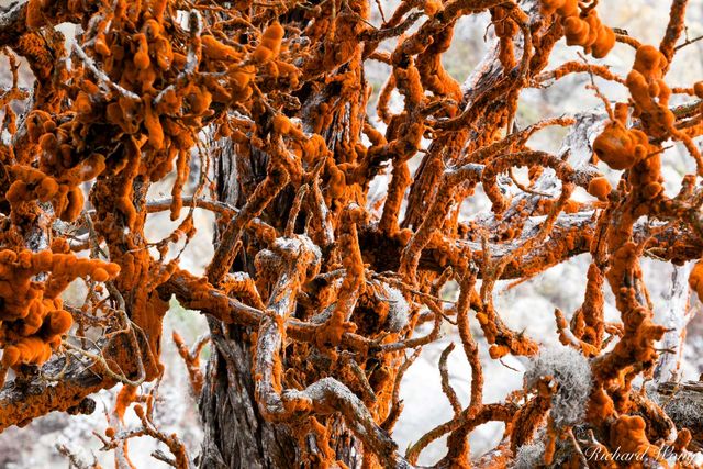 Red Lace Lichen on Monterey Cypress Tree at Allan Memorial Grove, Point Lobos State Reserve, California, photo