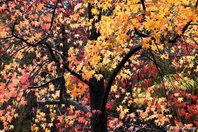 Fall Foliage, Angeles National Forest / Glendora, California