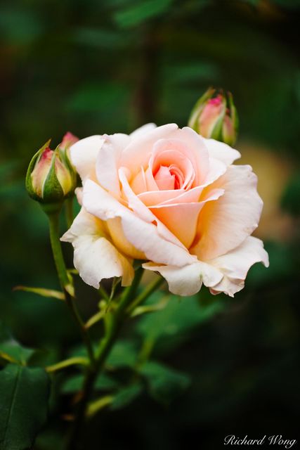 Apricot Nectar Rose print