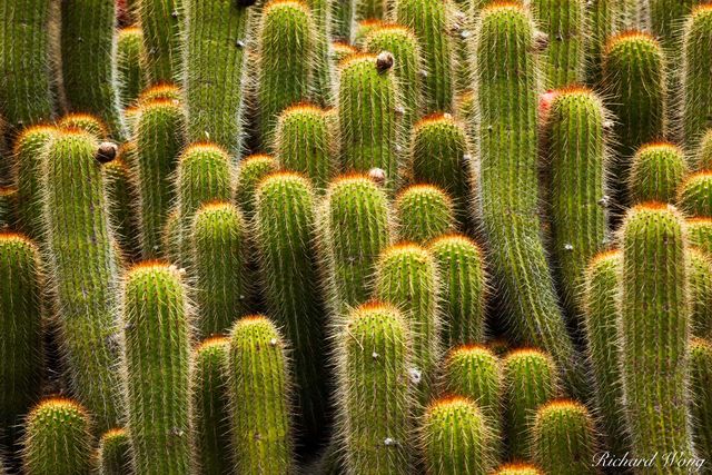 Desert Garden Cactus print