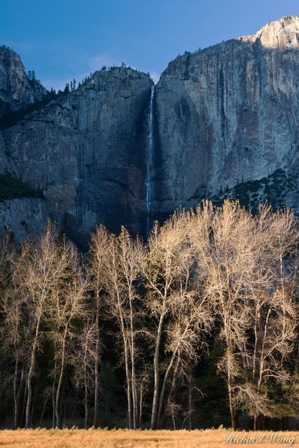 Cottonwood Trees with Yosemite Falls in Shadow at Cook's Meadow, Yosemite National Park, California