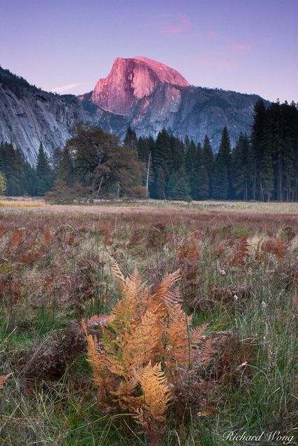 Sunset Alpenglow on Half Dome from Cook's Meadow During Fall Season, Yosemite National Park, California