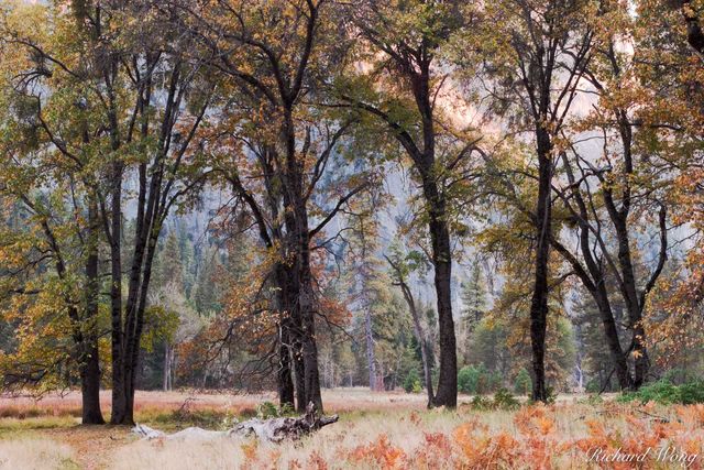 Cook's Meadow Oak Trees print