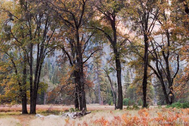 Cook's Meadow Oak Trees in Fall, Yosemite National Park, California