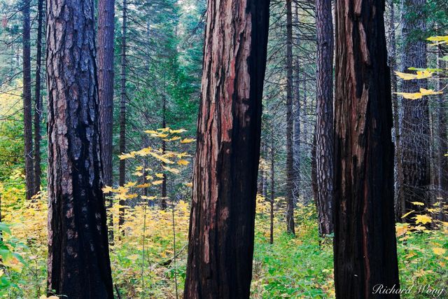 Tree Trunks and Fall Color on Southside Drive, Yosemite National Park, California