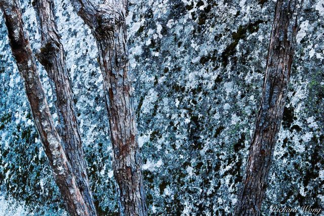 Camouflage Nature print