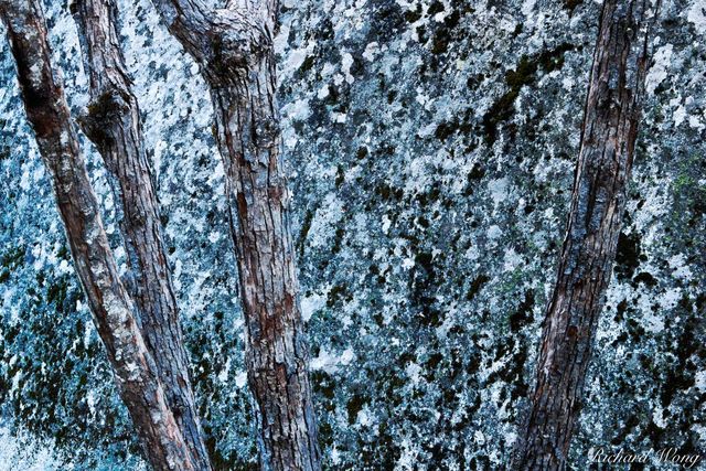 Granite and Tree, Yosemite National Park, California, photo