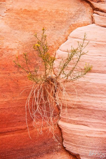 Flowering Plant Growing from Crack in Sandstone, Valley of Fire State Park, Nevada