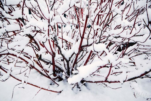 Manzanita Covered in Snow, Flagstaff, Arizona