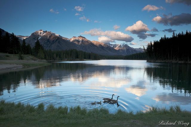 Canada Geese Family at Johnson Lake, Banff National Park, Alberta, Canada, Photo