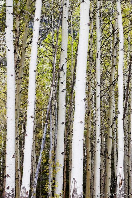 Aspen Trees Along Bow Valley Parkway, Banff National Park, Alberta, Canada, photo