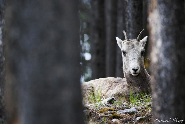 Female Bighorn Sheep print
