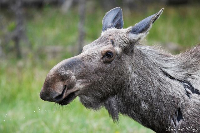Moose Drinking Water print