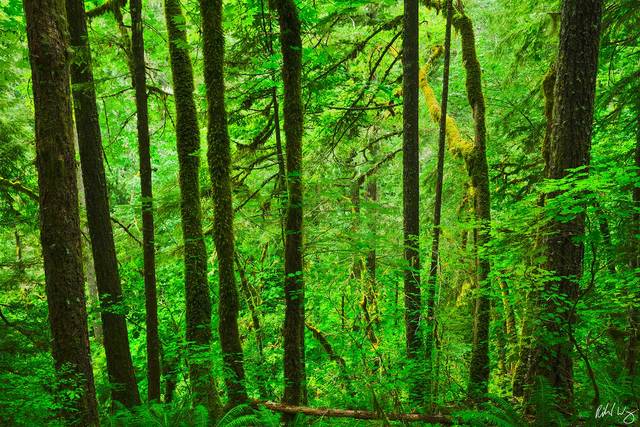 Temperate Rainforest in Eagle Creek, Columbia River Gorge National Scenic Area, Oregon, photo