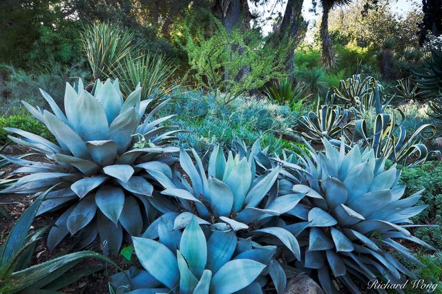 Land of Agave print
