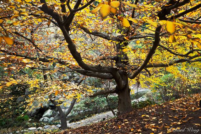 European Hornbeam print