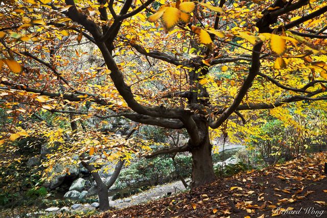 European Hornbeam Tree Fall Foliage in Japanese Garden at The Huntington, San Marino, California