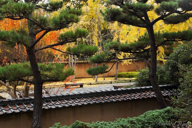 Fall Color in Japanese Garden at The Huntington, San Marino, California