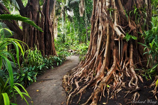 Jungle Garden at The Huntington, San Marino, California