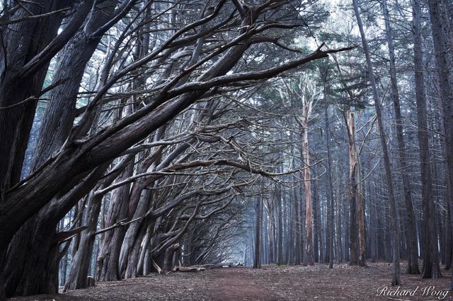 Monterey Cypress Tree Forest at James Fitzgerald Marine Reserve, Moss Beach, California, photo