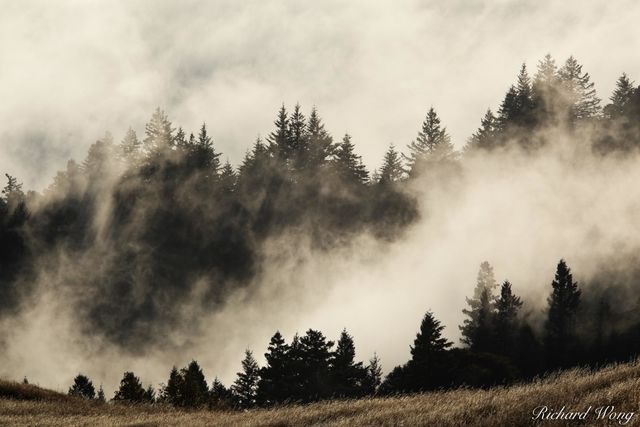 Summer Fog print