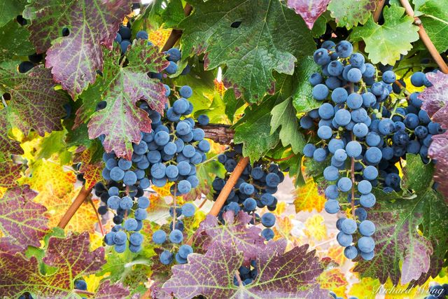 Wine Grapes print