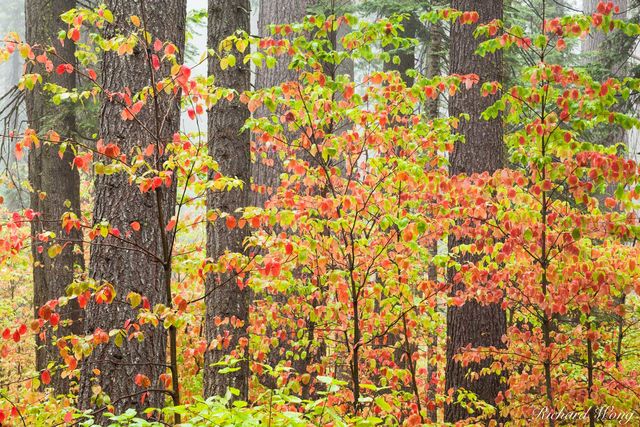 Dogwood Fall Color, Calaveras Big Trees State Park, California