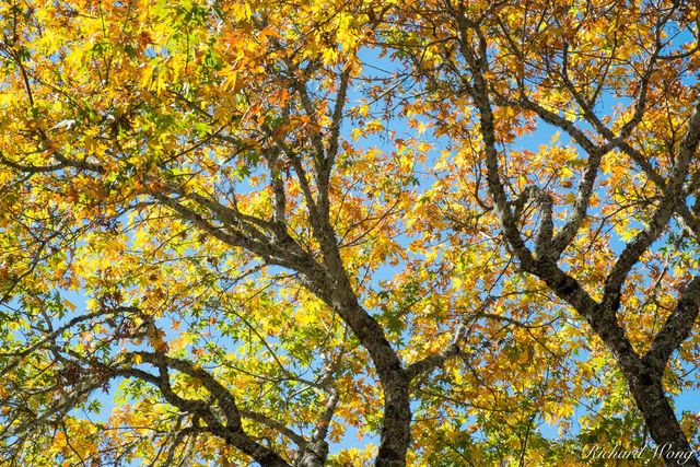 Tree With Fall Foliage, Calistoga, California, photo