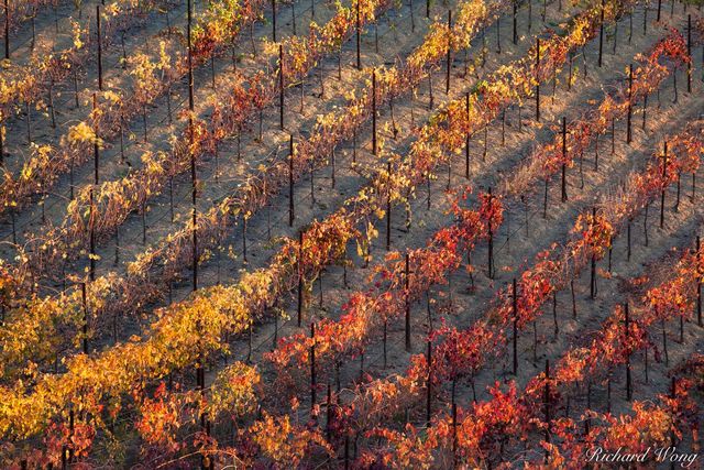 Spectrum of Fall Colors in Vineyard at Dry Creek Valley, Geyserville, California, photo