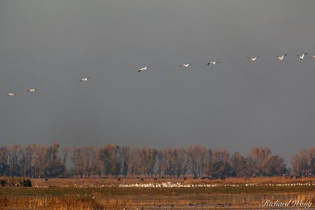 Snow Geese Flying print