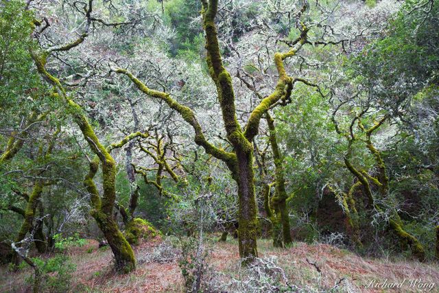 Mossy Trees, Cascade Canyon Open Space Preserve, California