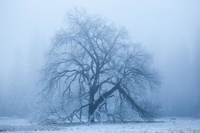 Elm Tree in Fog After Spring Snowstorm, Yosemite National Park, California