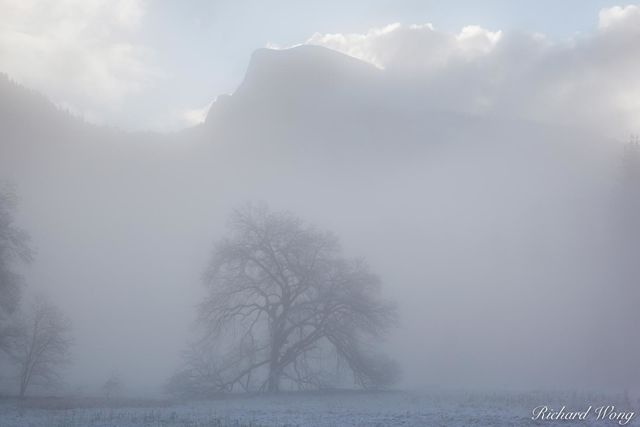 Elm Tree and Half Dome in Fog After Spring Snowstorm, Yosemite National Park, California