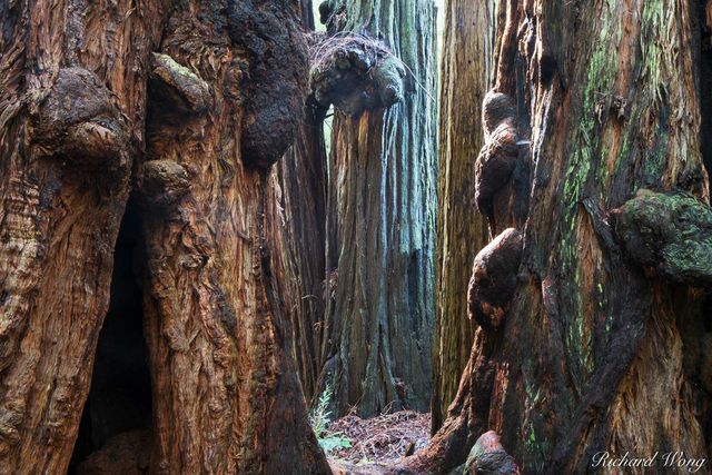 Burls on Old-Growth Coast Redwood Trees, Muir Woods National Monument, California, photo