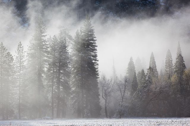 Foggy Spring Morning After Snowstorm in Cook's Meadow, Yosemite National Park, California