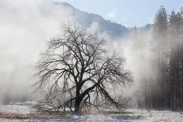 Elm Tree After Spring Snowstorm, Yosemite National Park, California