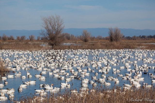 Pacific Flyway print