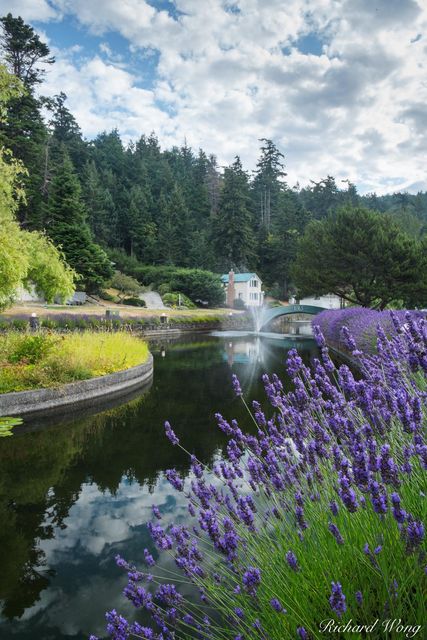 Lavender and Water Fountain at Rosario, Orcas Island, Washington, photo