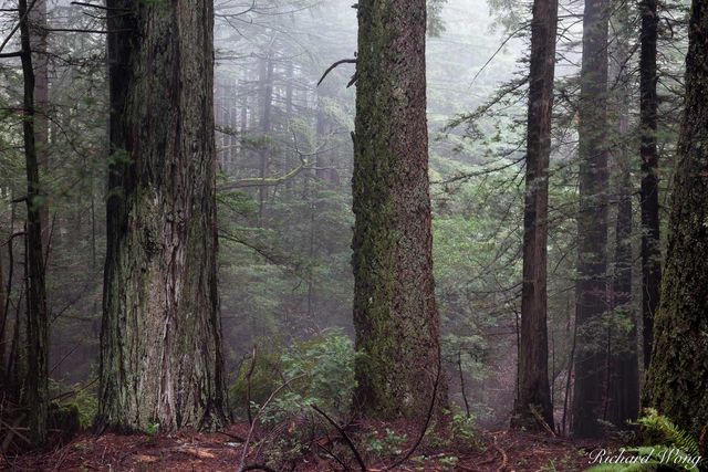 Redwood Forest in Fog, Mount Tamalpais State Park, California, photo