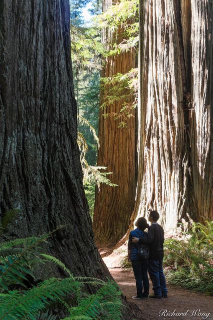 Married Couple Looking at Old-Growth Redwood Trees on Simpson-Reed Trail, Jedediah Smith Redwoods State Park, California, photo