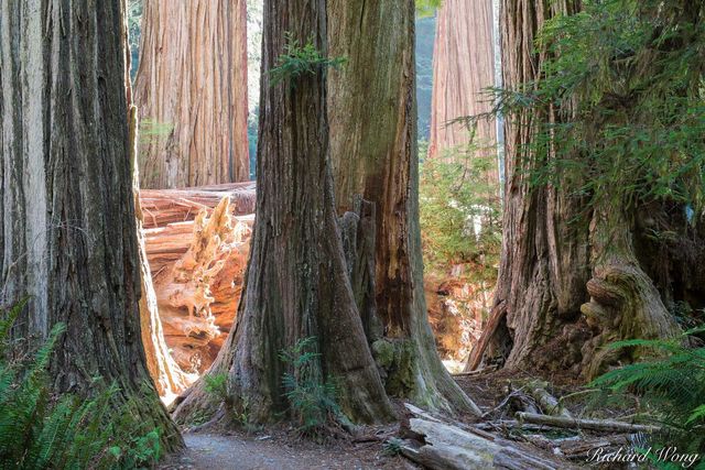 Old-Growth Redwoods, Simpson-Reed Trail, Jedediah Smith Redwoods State Park, California, photo