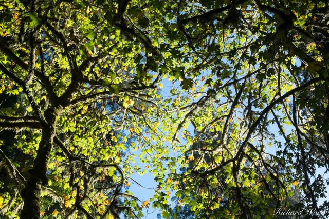 Big Leaf Maples