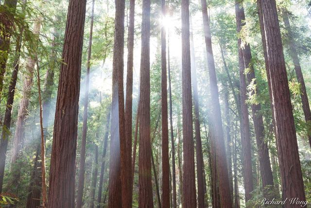 Crepuscular Rays, Armstrong Redwoods SNR, Guerneville, California, photo