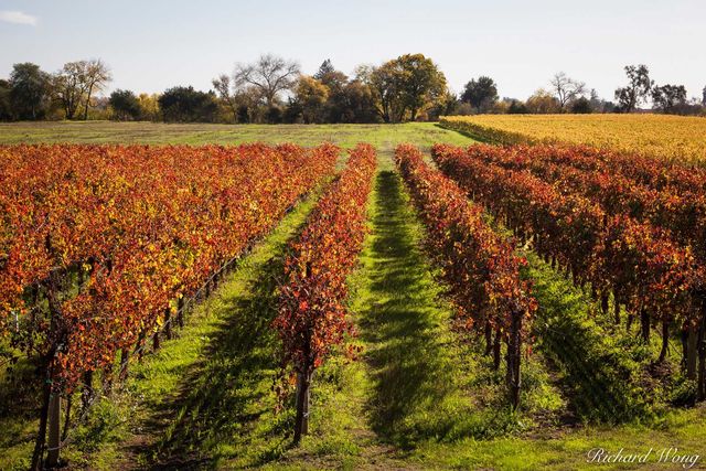 Dry Creek Valley AVA Vineyard Fall Colors, Healdsburg, California, photo