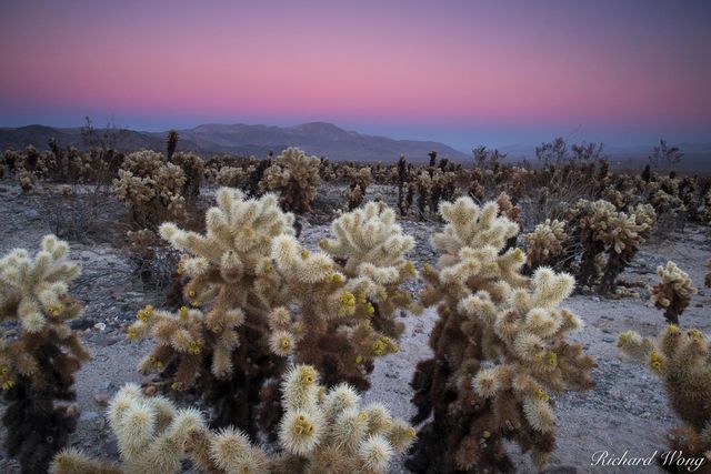 Cholla Cactus Garden Earth Shadow at Dusk, Joshua Tree National Park, California